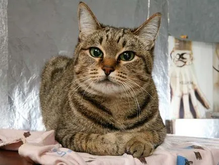 котка общ