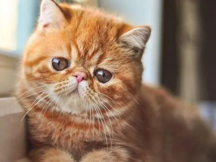 Cat порода мопс муцуна