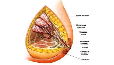 Какво е инволюция на гърдата