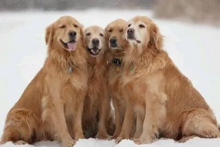 Furminators куче какво е