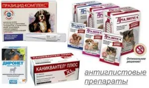 Червей заразяване при кучета