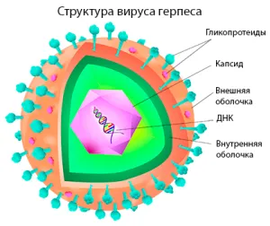 Херпес при мъжете и как Херпес при мъжете и как