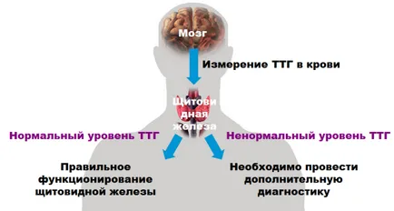 Как да премине тестовете на щитовидната жлеза