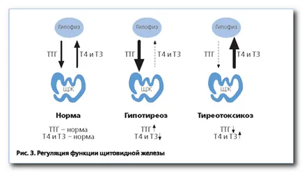 Изследване на кръвта за функцията на щитовидната жлеза