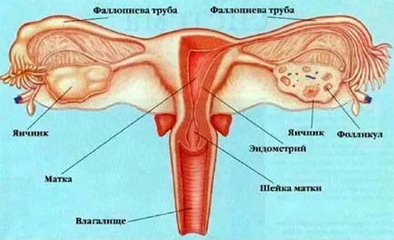 Hysteroresectoscopy какво е