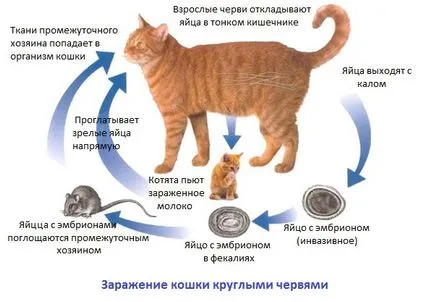 Симптомите на глисти при котките