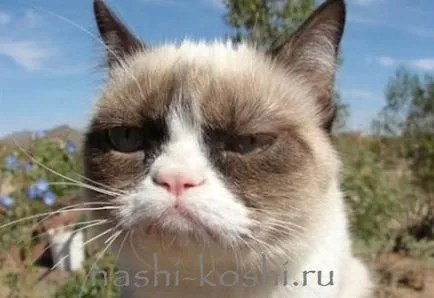 ядосан котка