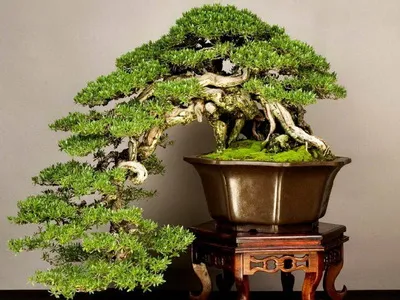 Bonsai, amit