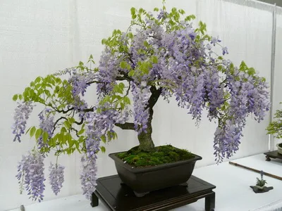 Bonsai, amit