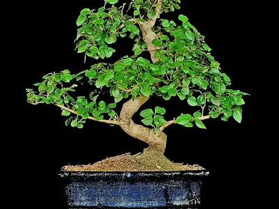Bonsai, amit