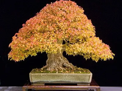 Bonsai, amit