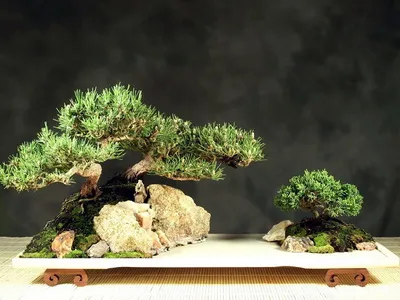 Bonsai, amit