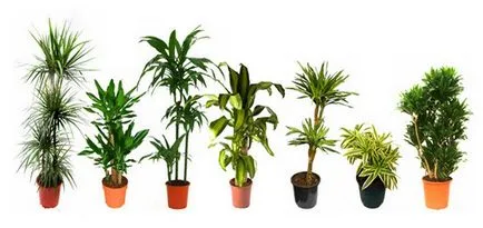Hogyan növekszik dracaena