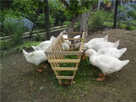 Hogyan növekszik libák