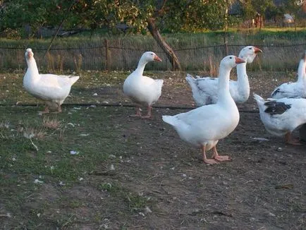 Hogyan növekszik libák
