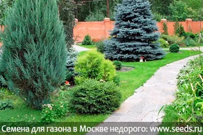 Какво расте под борова Какво расте под борова