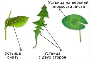 Как растения дишат