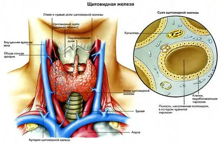 Как да се регулират хормони