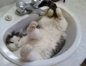 Котка ходи не само в тава
