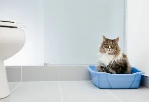 Котка ходи не само в тава