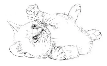 Рисуване с молив котка Рисуване с молив котка
