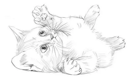 Рисуване с молив котка Рисуване с молив котка
