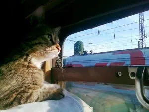 Какво носите на котката