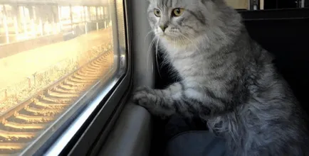 Какво носите на котката