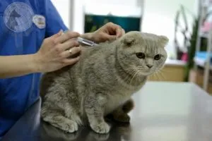 Кастрирани котка какво да правя