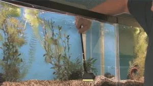 Колко често да почиствате аквариума