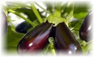 Информация за отглеждане на патладжан