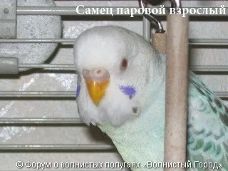 Hogyan állapítható meg, a szex papagáj