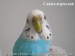 Hogyan állapítható meg, a szex papagáj