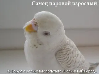 Hogyan állapítható meg, a szex papagáj