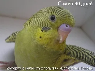 Hogyan állapítható meg, a szex papagáj