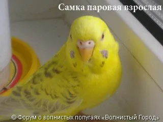 Hogyan állapítható meg, a szex papagáj