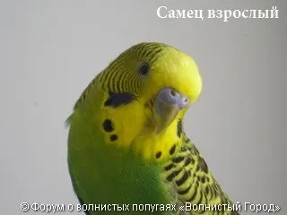 Hogyan állapítható meg, a szex papagáj