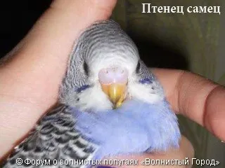 Hogyan állapítható meg, a szex papagáj