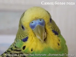 Hogyan állapítható meg, a szex papagáj