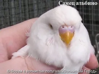 Hogyan állapítható meg, a szex papagáj