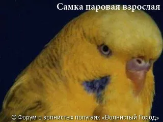 Hogyan állapítható meg, a szex papagáj