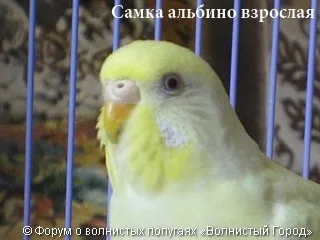 Hogyan állapítható meg, a szex papagáj