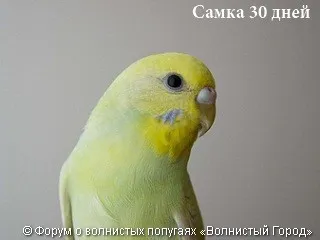 Hogyan állapítható meg, a szex papagáj