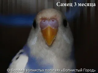 Hogyan állapítható meg, a szex papagáj