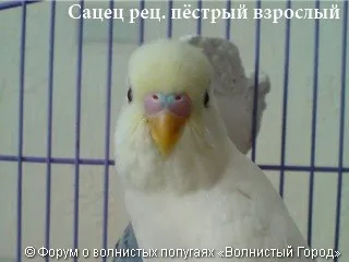 Hogyan állapítható meg, a szex papagáj
