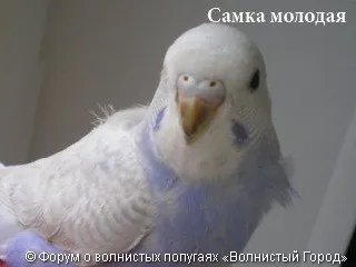 Hogyan állapítható meg, a szex papagáj