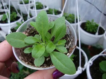 Mi a növény Petunia