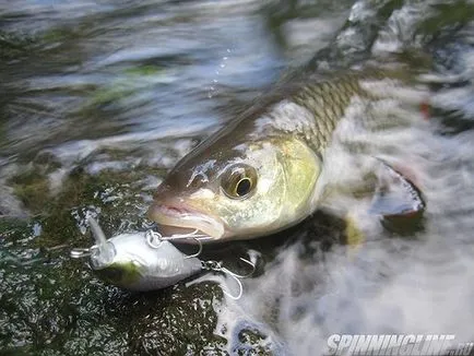 Mi upstream Mi upstream
