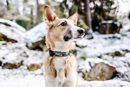 каша