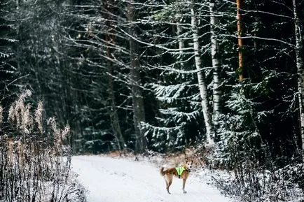 каша